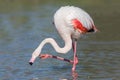 Greater flamingo close up Phoenicopterus roseus, Camargue