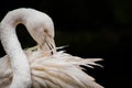 Greater flamingo Phoenicopterus roseus in close-up and isolated Royalty Free Stock Photo