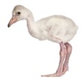 Greater Flamingo, Phoenicopterus roseus, 14 days old Royalty Free Stock Photo