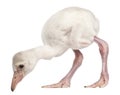 Greater Flamingo, Phoenicopterus roseus, 14 days old