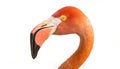 Greater flamingo - Phoenicopterus roseus - are famous for their bright pink feathers, stilt like legs, and S shaped neck. Isolated