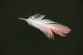 Greater flamingo (Phoenicopterus roseus) feather.