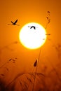 The greater flamingo ,Phoenicopterus roseus, flying throught the sun. Flyin flamingos in the evening.Two flamingos fly through the Royalty Free Stock Photo