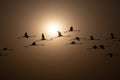 Greater Flamingo- Phoenicopterus roseus Royalty Free Stock Photo