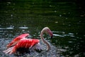 A Greater Flamingo, Phoenicopterus roseus Royalty Free Stock Photo