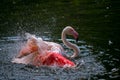 A Greater Flamingo, Phoenicopterus roseus Royalty Free Stock Photo