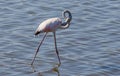 Greater flamingo, Phoenicopterus roseus Royalty Free Stock Photo