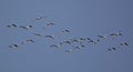 Greater Flamingo, Crete