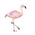 The greater flamingo (Phoenicopterus roseus).