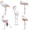 Greater flamingo Phoenicopterus roseus isolated