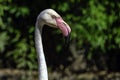 Greater flamingo / Phoenicopterus roseus is the most widespread and largest species of the flamingo family
