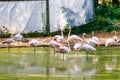 Greater flamingo Phoenicopterus roseus is most widespread species of the flamingo family