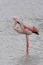 Greater Flamingo, Phoenicopterus roseus, preening Royalty Free Stock Photo