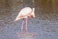 Greater flamingo Phoenicopterus roseus preening its feathers in the Marismas del Odiel Natural Park, Huelva, Spain Royalty Free Stock Photo