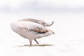 Greater flamingo (Phoenicopterus roseus) preening in water. Royalty Free Stock Photo