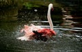 Greater flamingo Phoenicopterus roseus in the river Royalty Free Stock Photo