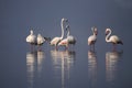 The greater flamingo, Phoenicopterus roseus standing in water with reflection at Bhigwan, Pune, Maharashtra, India Royalty Free Stock Photo