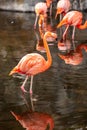 Greater Flamingo Phoenicopterus roseus on the wate