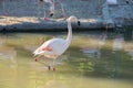 Greater Flamingo on the wate