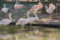 Greater Flamingo on the wate