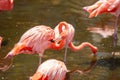 Greater Flamingo Phoenicopterus roseus on the wate