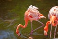 Greater Flamingo Phoenicopterus roseus on the wate