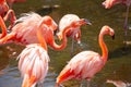 Greater Flamingo Phoenicopterus roseus on the wate