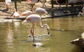 Greater Flamingo on the wate