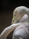 Greater flamingo, Phoenicopterus roseus Royalty Free Stock Photo