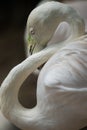 Greater flamingo, Phoenicopterus roseus Royalty Free Stock Photo