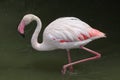 Greater Flamingo (Phoenicopterus roseus). Royalty Free Stock Photo