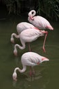 Greater Flamingo (Phoenicopterus roseus). Royalty Free Stock Photo