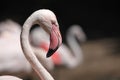 Greater flamingo (Phoenicopterus roseus). Royalty Free Stock Photo