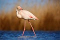 Greater Flamingo, Phoenicopterus ruber, beautiful pink big bird cleaning plumage in dark blue water, with evening sun, reed in the