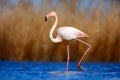 Greater Flamingo, Phoenicopterus ruber, beautiful pink big bird in dark blue water, with evening sun, reed in the background, anim Royalty Free Stock Photo