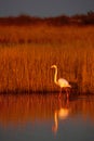 Greater Flamingo, Phoenicopterus ruber, beautiful pink big bird in dark blue water, with evening sun, reed in the background Royalty Free Stock Photo
