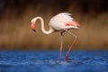 Greater Flamingo, Phoenicopterus ruber, beautiful pink big bird in dark blue water, with evening sun, reed in the background