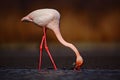 Greater Flamingo, Phoenicopterus ruber, beautiful pink big bird in dark blue water, with evening sun, reed in the background Royalty Free Stock Photo