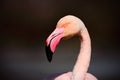 Greater Flamingo, Phoenicopterus ruber, detail portrait of beautiful pink big bird in dark blue water, with evening sun, reed in Royalty Free Stock Photo