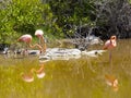 Greater Flamingo, Phoenicopterus ruber, hunts a plankton in a lagoon on Isabela Island, Galapagos, Ecuador