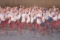 Greater Flamingo, Phoenicopterus ruber, Nice pink big bird, dancing in water, animal in the nature habitat, Camargue, France. Wild Royalty Free Stock Photo