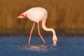 Greater Flamingo, Phoenicopterus ruber, Nice pink big bird, head in the water, animal in the nature habitat, Camargue, France Royalty Free Stock Photo
