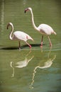 Greater flamingo (Phoenicopterus ruber roseus)