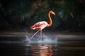 Greater flamingo (Phoenicopterus ruber) in water