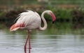 Greater Flamingo portrait with water drops at Gujarat, India