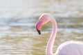 Greater flamingo portrait, Pink Flamingo portrait Phoenicopterus roseus Royalty Free Stock Photo