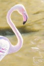 Greater flamingo portrait, Pink Flamingo portrait Phoenicopterus roseus Royalty Free Stock Photo