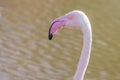 Greater flamingo portrait, Pink Flamingo portrait Phoenicopterus roseus Royalty Free Stock Photo