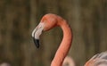 Greater Flamingo