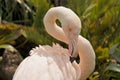 Greater flamingo is preening feathers Royalty Free Stock Photo